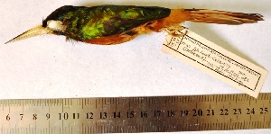  (Galbula cyanicollis - MUSM-Orn-07589)  @11 [ ] Copyright (2014) Unspecified Museo de Historia Natural