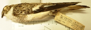  (Chordeiles rupestris - MUSM-Orn-08499)  @11 [ ] Copyright (2014) Unspecified Museo de Historia Natural
