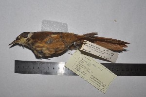  (Pseudocolaptes - MHNSM MUSM-Orn-09983)  @11 [ ] Copyright (2014) Unspecified Museo de Historia Natural
