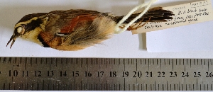  (Melanopareia elegans - MUSM-Orn-10159)  @11 [ ] Copyright (2014) Unspecified Museo de Historia Natural