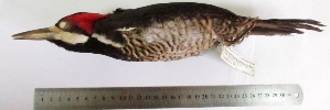  (Campephilus melanoleucos - MUSM-Orn-10815)  @11 [ ] Copyright (2014) Unspecified Museo de Historia Natural
