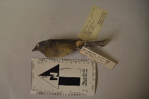  ( - MHNSM MUSM-Orn-12746)  @12 [ ] Copyright (2014) Unspecified Museo de Historia Natural