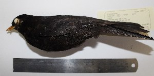  (Turdus serranus - MHNSM MUSM-Orn-12846)  @14 [ ] Copyright (2014) Unspecified Museo de Historia Natural