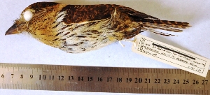  (Nystalus striolatus - MUSM-Orn-13772)  @11 [ ] Copyright (2014) Unspecified Museo de Historia Natural