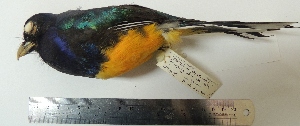  (Trogon viridis - MUSM-Orn-14537)  @11 [ ] Copyright (2014) Unspecified Museo de Historia Natural