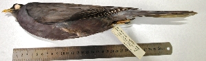  (Patagioenas fasciata - MUSM-Orn-15458)  @11 [ ] Copyright (2014) Unspecified Museo de Historia Natural