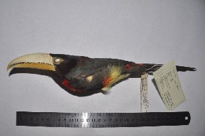  (Pteroglossus azara - MHNSM MUSM-Orn-15487)  @11 [ ] Copyright (2014) Unspecified Museo de Historia Natural