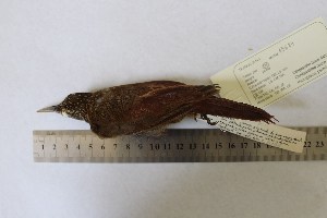  (Xiphorhynchus spixii - MHNSM MUSM-Orn-15684)  @11 [ ] Copyright (2014) Unspecified Museo de Historia Natural
