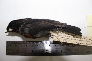  (Diglossa brunneiventris - MHNSM MUSM-Orn-16729)  @11 [ ] Copyright (2014) Unspecified Museo de Historia Natural