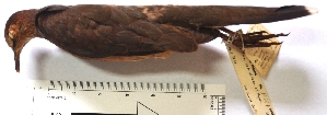  (Leptotila ochraceiventris - MUSM-Orn-19207)  @11 [ ] Copyright (2014) Unspecified Museo de Historia Natural