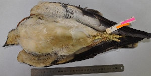 (Geranoaetus polyosoma - MUSM-Orn-19263)  @11 [ ] Copyright (2014) Unspecified Museo de Historia Natural