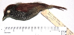  (Thamnophilus tenuepunctatus - MUSM-Orn-20490)  @11 [ ] Copyright (2014) Unspecified Museo de Historia Natural