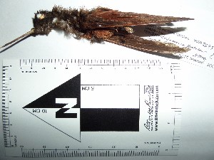  (Coeligena iris - MHNSM MUSM-Orn-26982)  @11 [ ] Copyright (2014) Unspecified Museo de Historia Natural