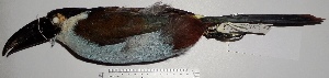  (Andigena nigrirostris - MUSM-Orn-28868)  @11 [ ] Copyright (2014) Unspecified Museo de Historia Natural