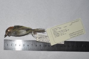  (Lophotriccus pileatus - MHNSM MUSM-Orn-29052)  @11 [ ] Copyright (2014) Unspecified Museo de Historia Natural