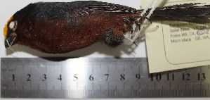  (Catamblyrhynchus - MHNSM MUSM-Orn-29232)  @11 [ ] Copyright (2014) Unspecified Museo de Historia Natural