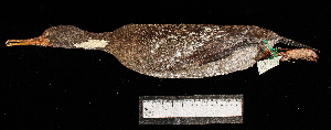  (Phalacrocorax gaimardi - MUSM-Orn-00271)  @11 [ ] CreativeCommons - Attribution Non-Commercial Share-Alike (2017) Unspecified Universidad Nacional Mayor de San Marcos, Museo de Historia Natural