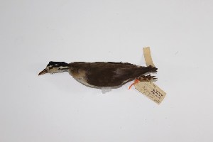  (Heliornis fulica - MUSM-Orn-00929)  @11 [ ] CreativeCommons - Attribution Non-Commercial Share-Alike (2017) Unspecified Universidad Nacional Mayor de San Marcos, Museo de Historia Natural