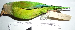  (Brotogeris pyrrhoptera - MUSM-Orn-01790)  @11 [ ] CreativeCommons - Attribution Non-Commercial Share-Alike (2017) Unspecified Universidad Nacional Mayor de San Marcos, Museo de Historia Natural