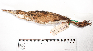  (Ixobrychus exilis - MUSM-Orn-01844)  @11 [ ] CreativeCommons - Attribution Non-Commercial Share-Alike (2017) Unspecified Universidad Nacional Mayor de San Marcos, Museo de Historia Natural
