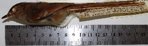  (Asthenes ottonis - MUSM-Orn-02949)  @11 [ ] CreativeCommons - Attribution Non-Commercial Share-Alike (2017) Unspecified Universidad Nacional Mayor de San Marcos, Museo de Historia Natural