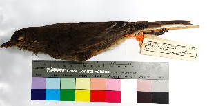  (Agriornis albicauda - MUSM-Orn-03006)  @11 [ ] CreativeCommons - Attribution Non-Commercial Share-Alike (2017) Unspecified Universidad Nacional Mayor de San Marcos, Museo de Historia Natural