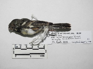  (Sporophila peruviana - MUSM-Orn-03845)  @11 [ ] CreativeCommons - Attribution Non-Commercial Share-Alike (2018) MHN-UNMSM Universidad Nacional Mayor de San Marcos, Museo de Historia Natural