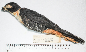  (Falco rufigularis - MUSM-Orn-04272)  @11 [ ] CreativeCommons - Attribution Non-Commercial Share-Alike (2017) Unspecified Universidad Nacional Mayor de San Marcos, Museo de Historia Natural