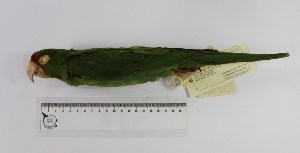  (Psittacara mitratus - MUSM-Orn-10273)  @11 [ ] CreativeCommons - Attribution Non-Commercial Share-Alike (2017) Unspecified Universidad Nacional Mayor de San Marcos, Museo de Historia Natural