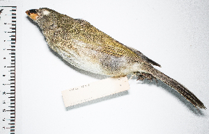  (Saltator albicollis - MUSM-Orn-10483)  @11 [ ] CreativeCommons - Attribution Non-Commercial Share-Alike (2017) Unspecified Universidad Nacional Mayor de San Marcos, Museo de Historia Natural