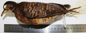  (Crypturellus bartletti - MUSM-Orn-11545)  @11 [ ] CreativeCommons - Attribution Non-Commercial Share-Alike (2017) Unspecified Universidad Nacional Mayor de San Marcos, Museo de Historia Natural
