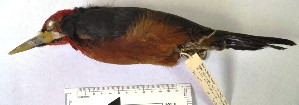  (Campephilus rubricollis - MUSM-Orn-11619)  @11 [ ] CreativeCommons - Attribution Non-Commercial Share-Alike (2017) Unspecified Universidad Nacional Mayor de San Marcos, Museo de Historia Natural