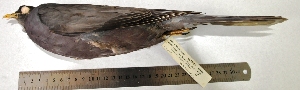  (Patagioenas fasciata - MUSM-Orn-15458)  @11 [ ] CreativeCommons - Attribution Non-Commercial Share-Alike (2017) Unspecified Universidad Nacional Mayor de San Marcos, Museo de Historia Natural