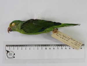  ( - MUSM-Orn-17006)  @11 [ ] CreativeCommons - Attribution Non-Commercial Share-Alike (2017) Unspecified Universidad Nacional Mayor de San Marcos, Museo de Historia Natural