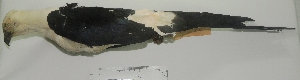  (Elanoides forficatus - MUSM-Orn-19234)  @11 [ ] CreativeCommons - Attribution Non-Commercial Share-Alike (2017) Unspecified Universidad Nacional Mayor de San Marcos, Museo de Historia Natural