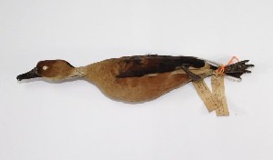  (Dendrocygna bicolor - MUSM-Orn-19386)  @11 [ ] CreativeCommons - Attribution Non-Commercial Share-Alike (2017) Unspecified Universidad Nacional Mayor de San Marcos, Museo de Historia Natural