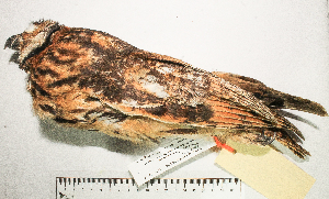  ( - MUSM-Orn-26471)  @11 [ ] CreativeCommons - Attribution Non-Commercial Share-Alike (2017) Unspecified Universidad Nacional Mayor de San Marcos, Museo de Historia Natural