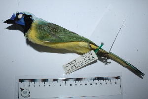  ( - MUSM-Orn-29307)  @11 [ ] CreativeCommons - Attribution Non-Commercial Share-Alike (2017) Unspecified Universidad Nacional Mayor de San Marcos, Museo de Historia Natural