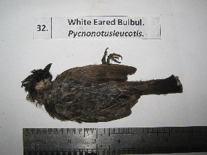  (Pycnonotus leucotis - BRC-00032)  @11 [ ] CreativeCommons - Attribution Non-Commercial Share-Alike (2015) Safia Janjua Bioresource Centre