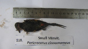  (Pericrocotus cinnamomeus - BRC-00118)  @11 [ ] CreativeCommons - Attribution Non-Commercial Share-Alike (2015) Safia Janjua Bioresource Centre