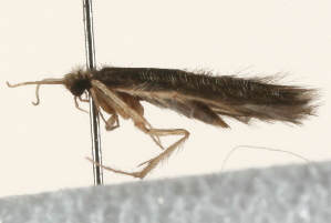  ( - 09AVMTT-029)  @12 [ ] CreativeCommons - Attribution (2009) CBG Photography Group Centre for Biodiversity Genomics