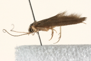  ( - 09AVMTT-034)  @12 [ ] CreativeCommons - Attribution (2009) CBG Photography Group Centre for Biodiversity Genomics