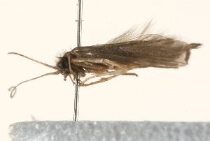  ( - 09AVMTT-036)  @12 [ ] CreativeCommons - Attribution (2009) CBG Photography Group Centre for Biodiversity Genomics