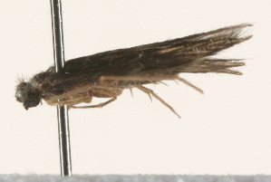  ( - 09AVMTT-046)  @12 [ ] CreativeCommons - Attribution (2009) CBG Photography Group Centre for Biodiversity Genomics