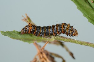  ( - UG2025H057)  @11 [ ] CreativeCommons  Attribution (by) (2025) Addison Copen The Ohio State University