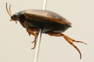  ( - 09PROBE-02534)  @13 [ ] CreativeCommons - Attribution (2009) CBG Photography Group Centre for Biodiversity Genomics