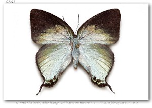  ( - LEP-58564)  @11 [ ] Copyright (2010) Unspecified Butterflies of America