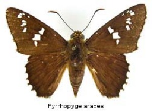  (Pyrrhopyge araxes - LEP-59045)  @11 [ ] Copyright (2009) Unspecified Butterflies of America