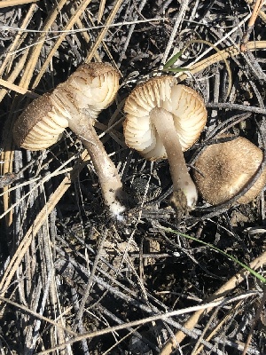  (Tricholoma cf. triste - MO520150)  @11 [ ] CreativeCommons - Attribution Share-Alike (2023) Unspecified Arizona Mushroom Society