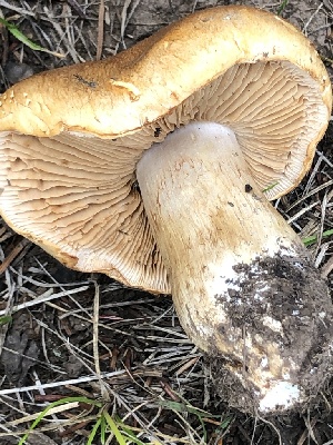  (Cortinarius badiolatus - MO528356)  @11 [ ] CreativeCommons - Attribution Share-Alike (2023) Unspecified Arizona Mushroom Society